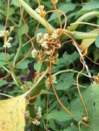 Image of buttonbush dodder