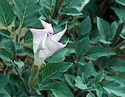 Imagem de Datura wrightii Hort. ex Regel