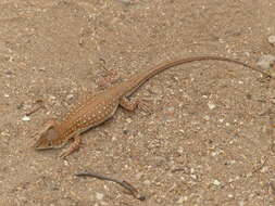 Image of Acanthodactylus margaritae Tamar, Geniez, Brito & Crochet 2017