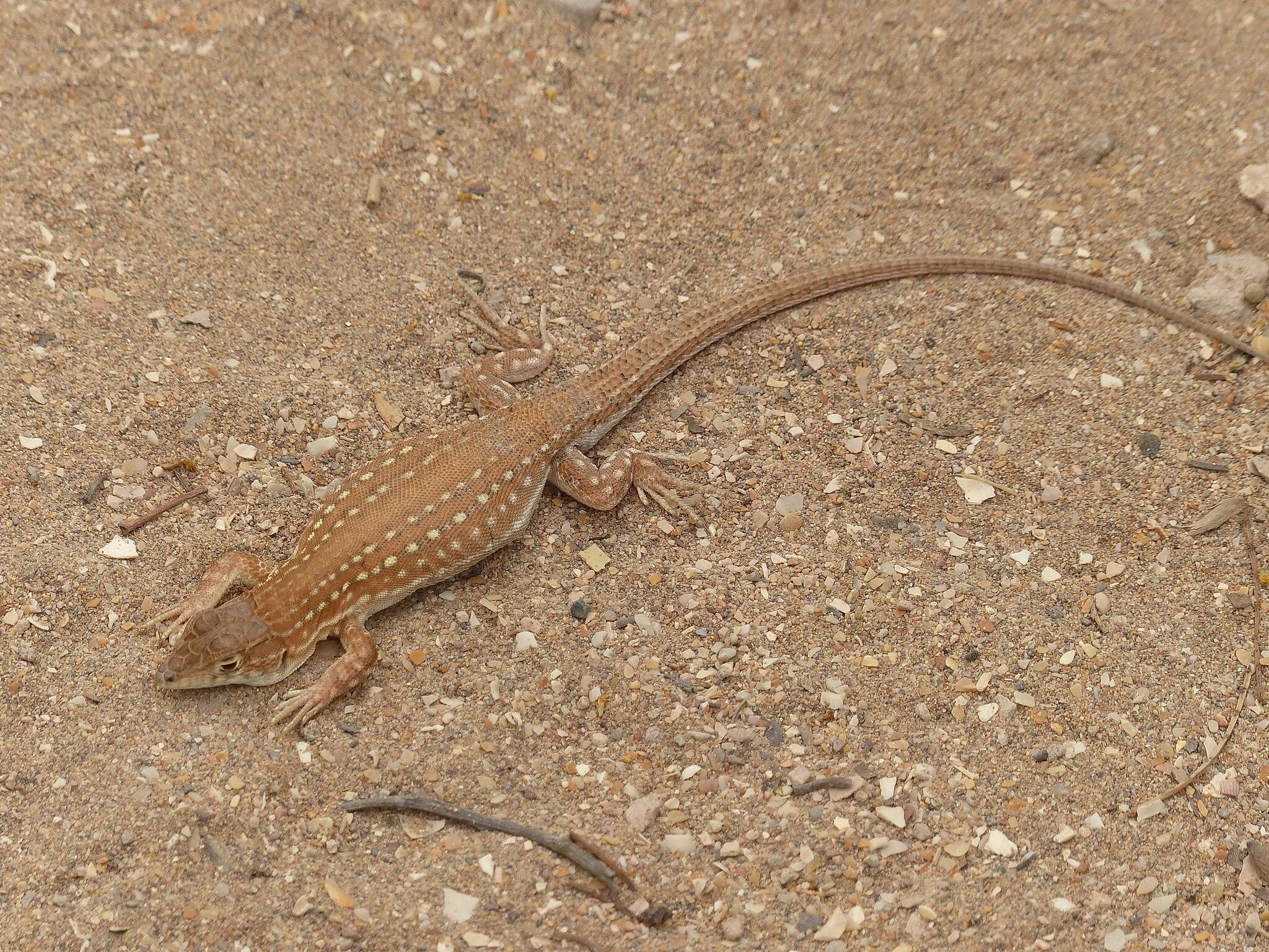 Plancia ëd Acanthodactylus margaritae Tamar, Geniez, Brito & Crochet 2017