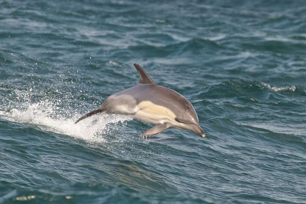 Image of Atlantic Dolphin