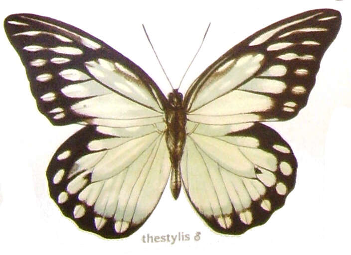 Image of Prioneris thestylis (Doubleday 1842)