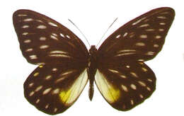 Image of Prioneris thestylis (Doubleday 1842)