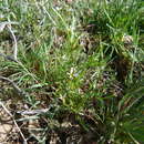 Image of Leptaleum filifolium (Willd.) DC.