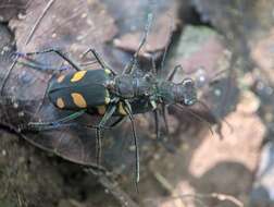 Image of Cicindela (Calochroa) bicolor Fabricius 1781