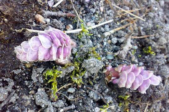 Image of common toothwort