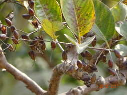 Image of Lagerstroemia microcarpa Wight