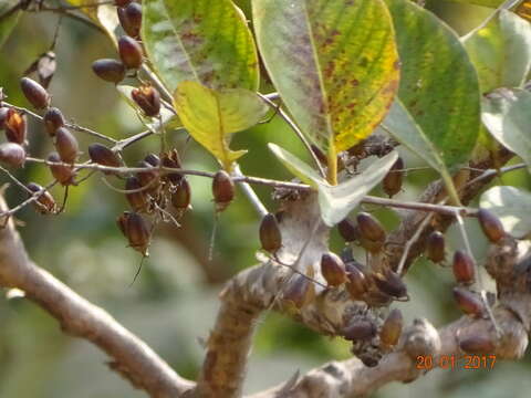 Plancia ëd Lagerstroemia microcarpa Wight