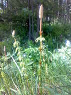 Image of Wood Horsetail