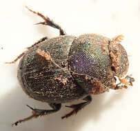 Image of Onthophagus aeruginosus Roth 1851