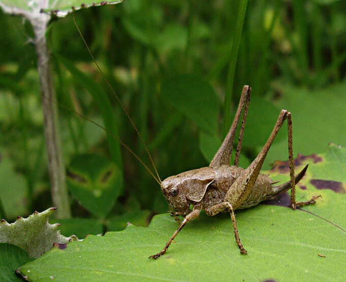 Image of dark bush-cricket