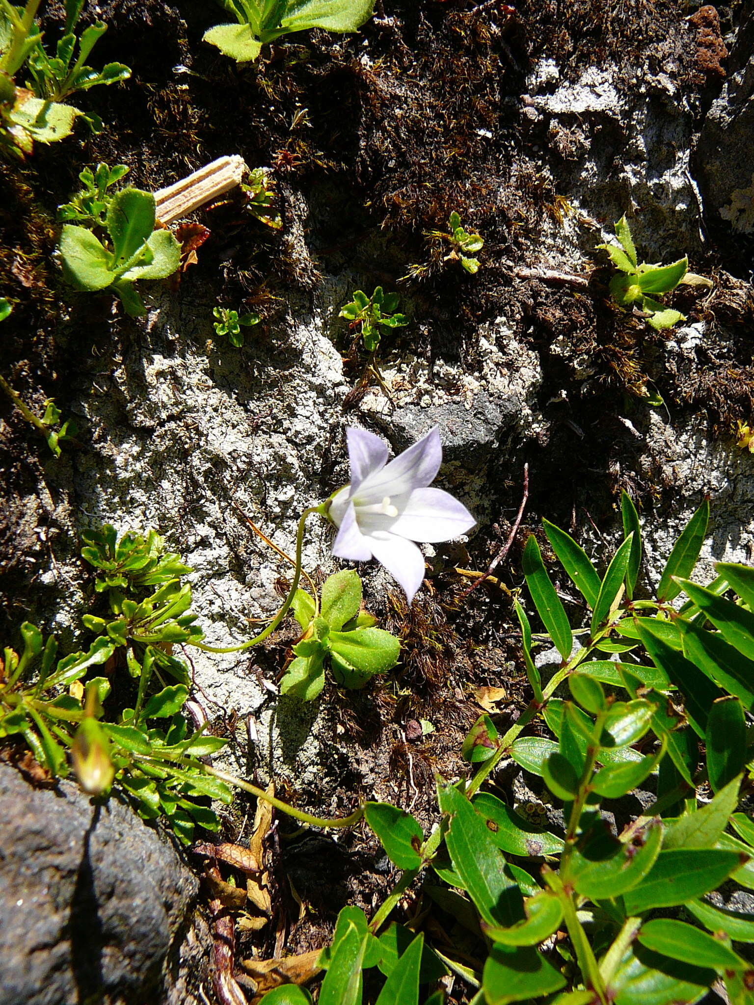 Image of Wahlenbergia pygmaea subsp. drucei J. A. Petterson