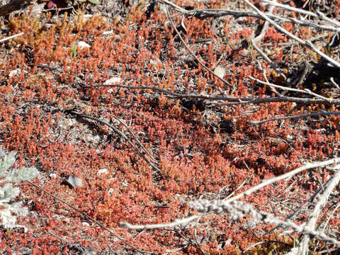 Image of sand pygmyweed