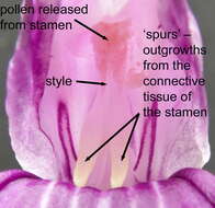 Image of Roscoea auriculata K. Schum.