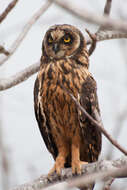 Image de Hibou des marais