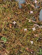 Image of Epilobium brunnescens (Cockayne) Raven & Engelhorn