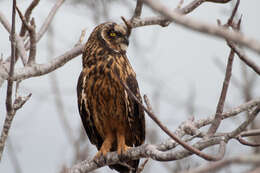 Image de Hibou des marais