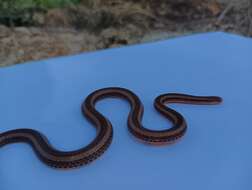 Plancia ëd Calliophis nigrotaeniatus (Peters 1863)