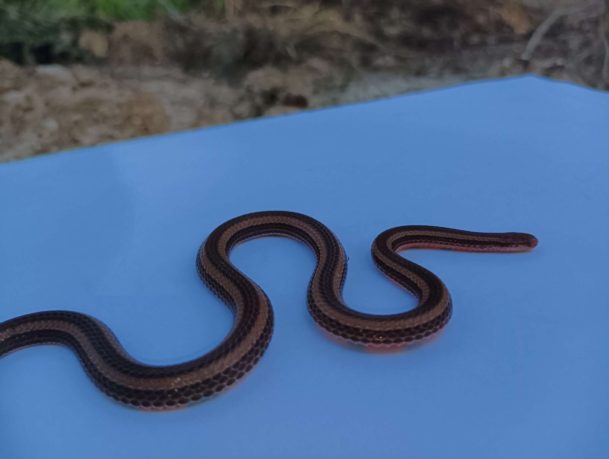 صورة Calliophis nigrotaeniatus (Peters 1863)