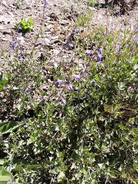 Image of desert indigo sage