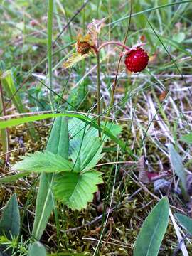 Image of woodland strawberry