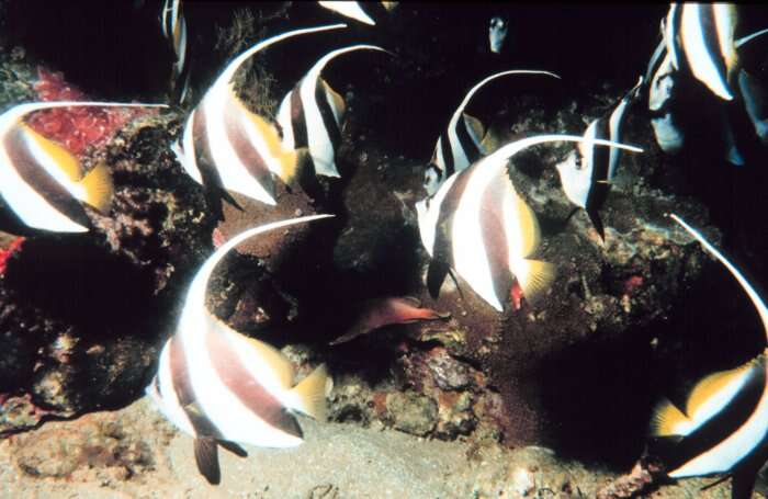 Image of Bannerfish