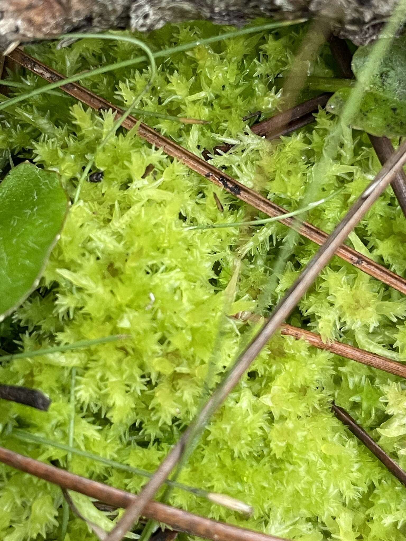 Image of blushing bog-moss