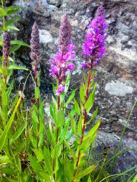 Image of Purple Loosestrife