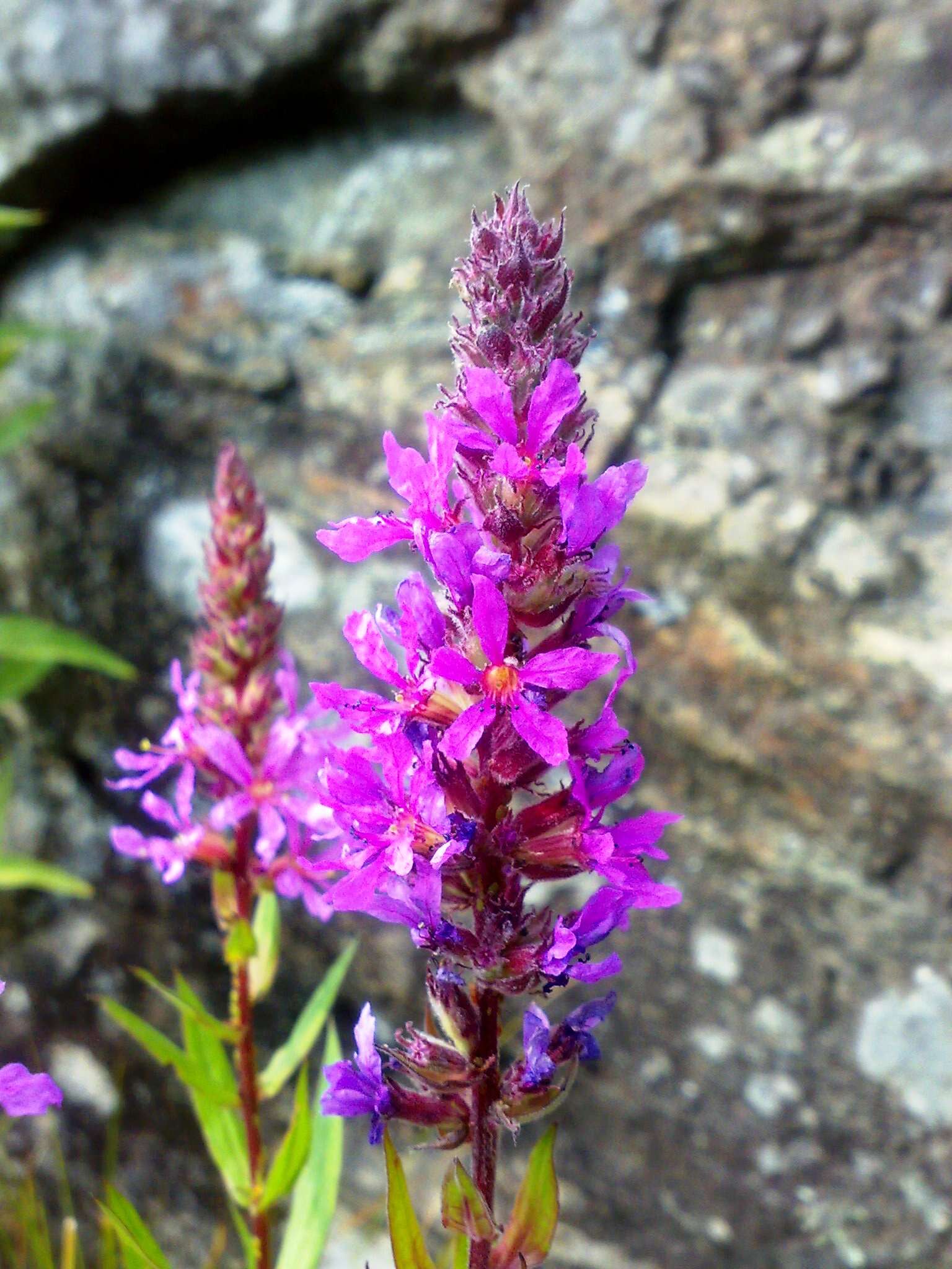 Image of Purple Loosestrife