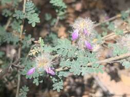 Image of oakwoods prairie clover