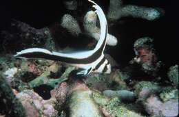 Image of Donkey Fish