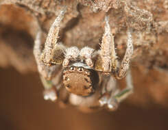 Image of Habronattus festus (Peckham & Peckham 1901)