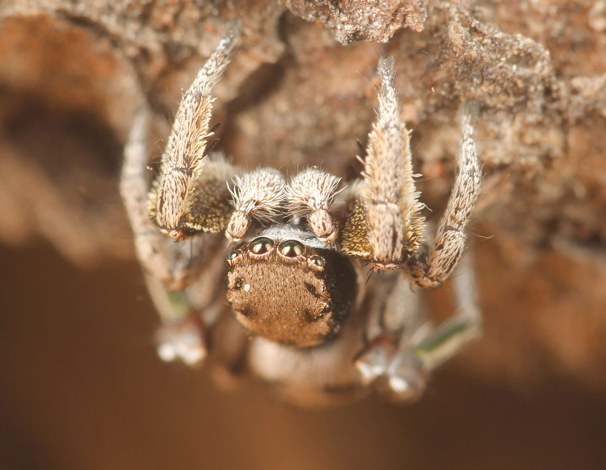 Image of Habronattus festus (Peckham & Peckham 1901)