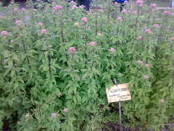 Image of hemp agrimony