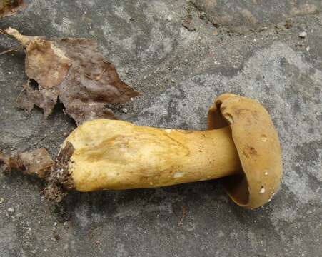 Image of Tylopilus tabacinus (Peck) Singer 1944