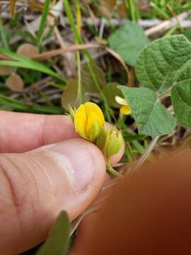 Imagem de Rhynchosia difformis (Elliott) DC.