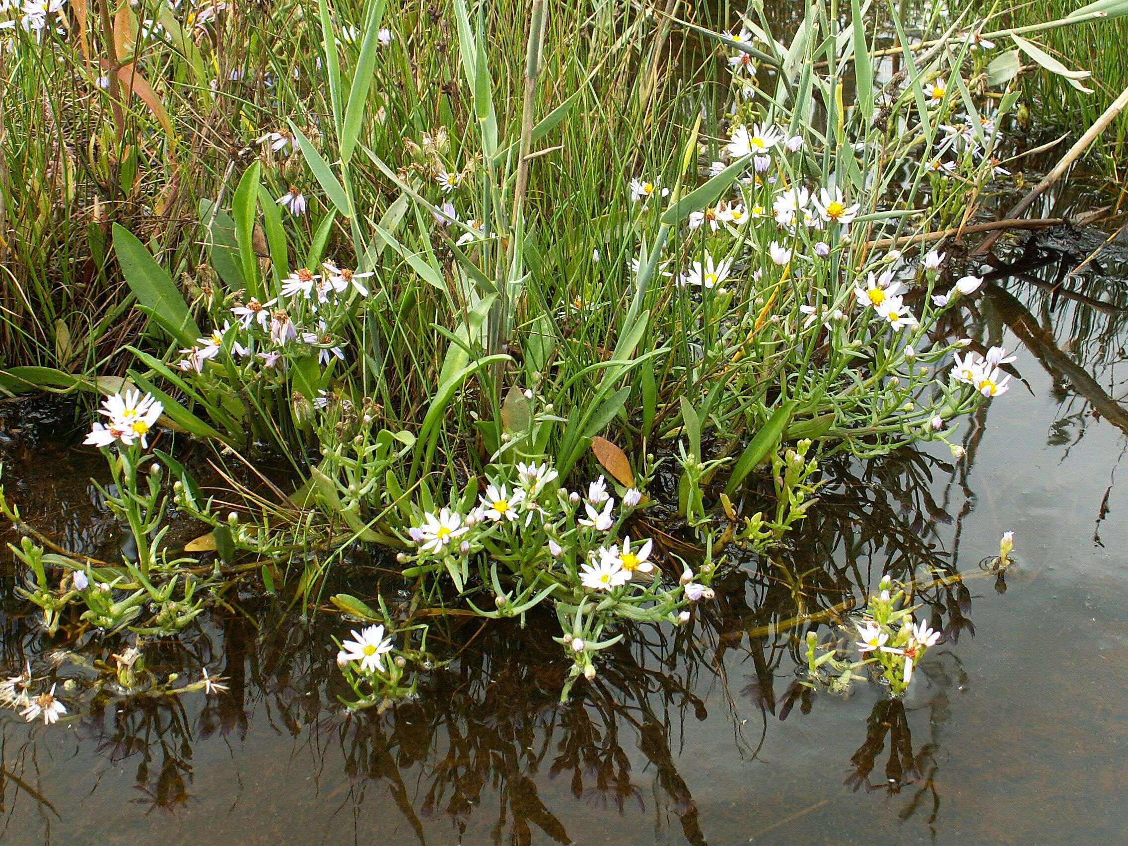 Image of sea aster