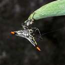 Image of Gasteracantha westringi Keyserling 1864