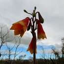 Image of Blandfordia grandiflora R. Br.