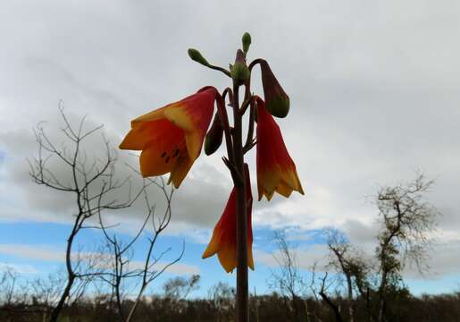 Imagem de Blandfordia grandiflora R. Br.