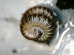 Image of Blunt-tailed Snake Millipede