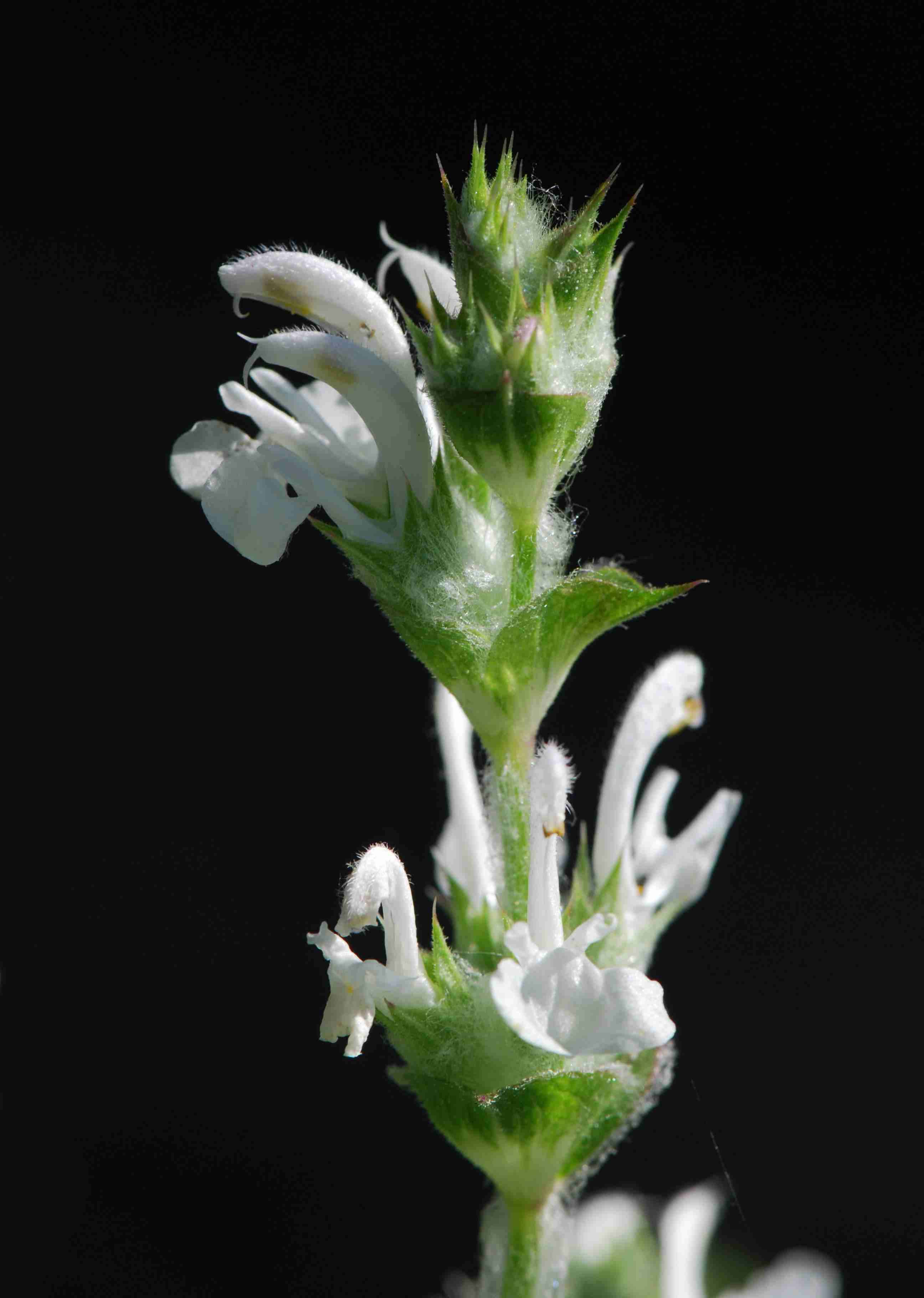 Sivun Salvia aethiopis L. kuva