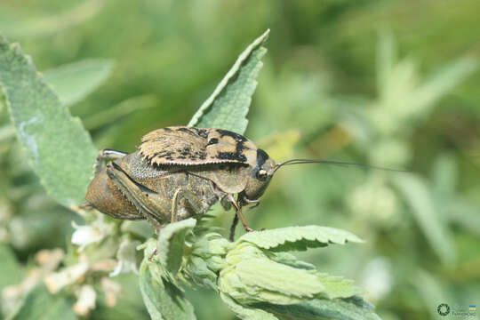 Image of Southern Barbed-wire Bush-cricket