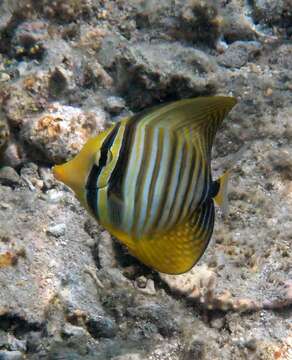 Image of Desjardin's Sailfin Tang