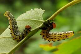 Image of Birch Sawfly