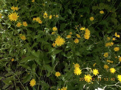 Image of Hieracium lepidulum (Stenstr.) Dahlst.