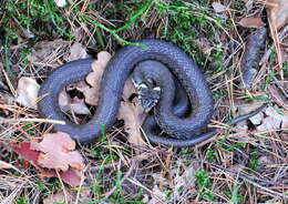 Image of Grass Snake