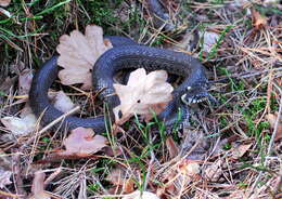 Image of Grass Snake