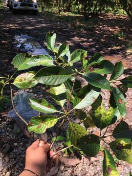 <i>Capirona macrophylla</i> resmi