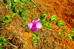 Image of Madagascar rubbervine